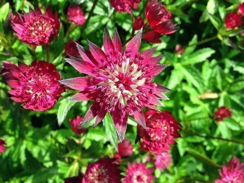 Astrantia