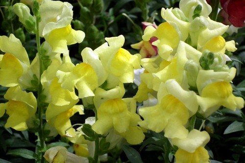 Antirrinum Snapdragon