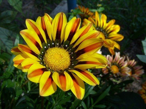 Gazania Afrička tratinčica