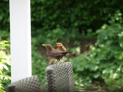 鳥類保護